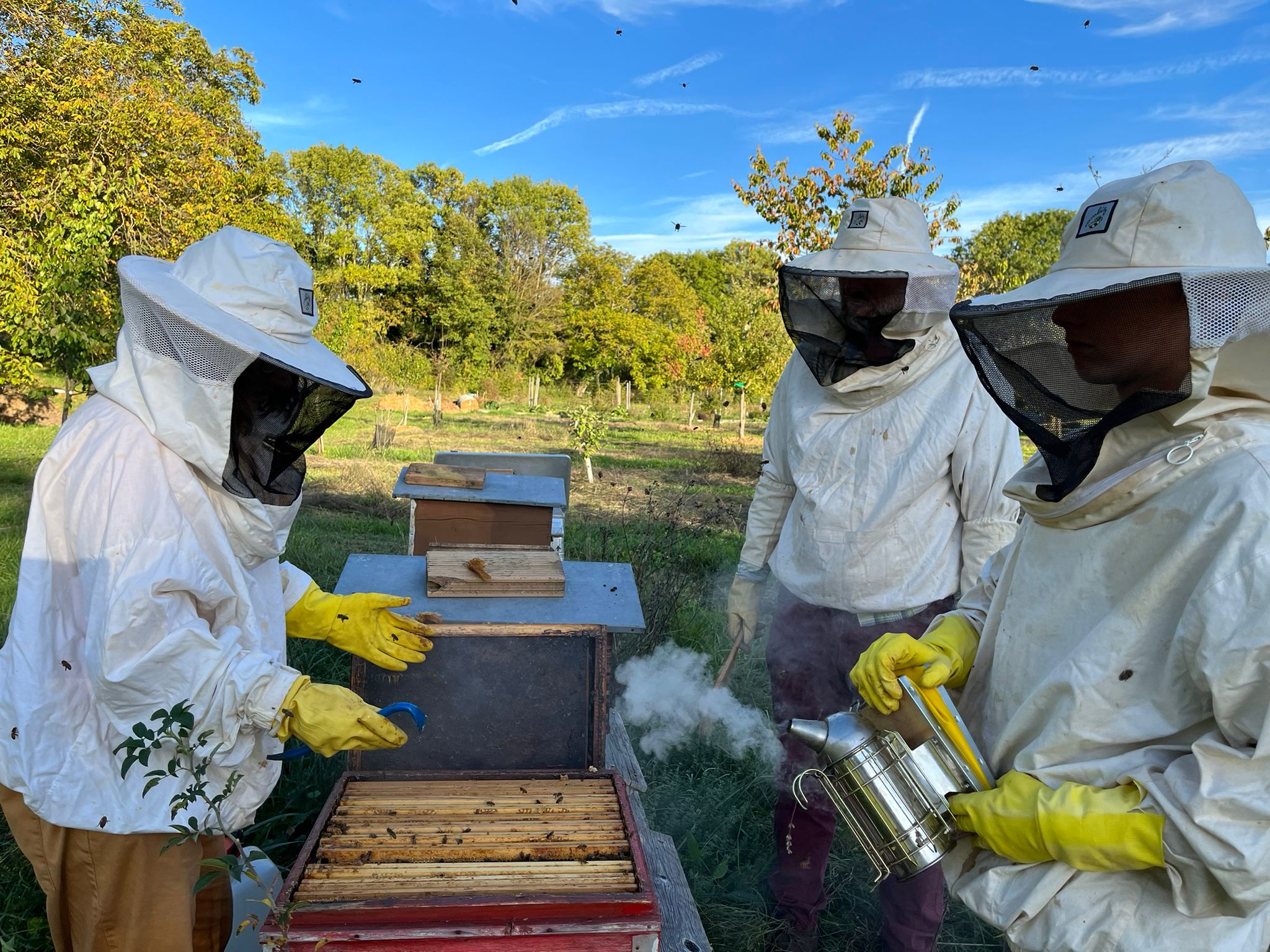abeilles-2022-10-top